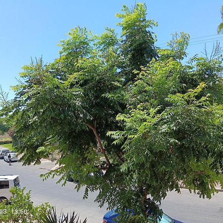 רימון יחידות אירוח Vacation Units Rimon Apartment อัชเกลอน ภายนอก รูปภาพ