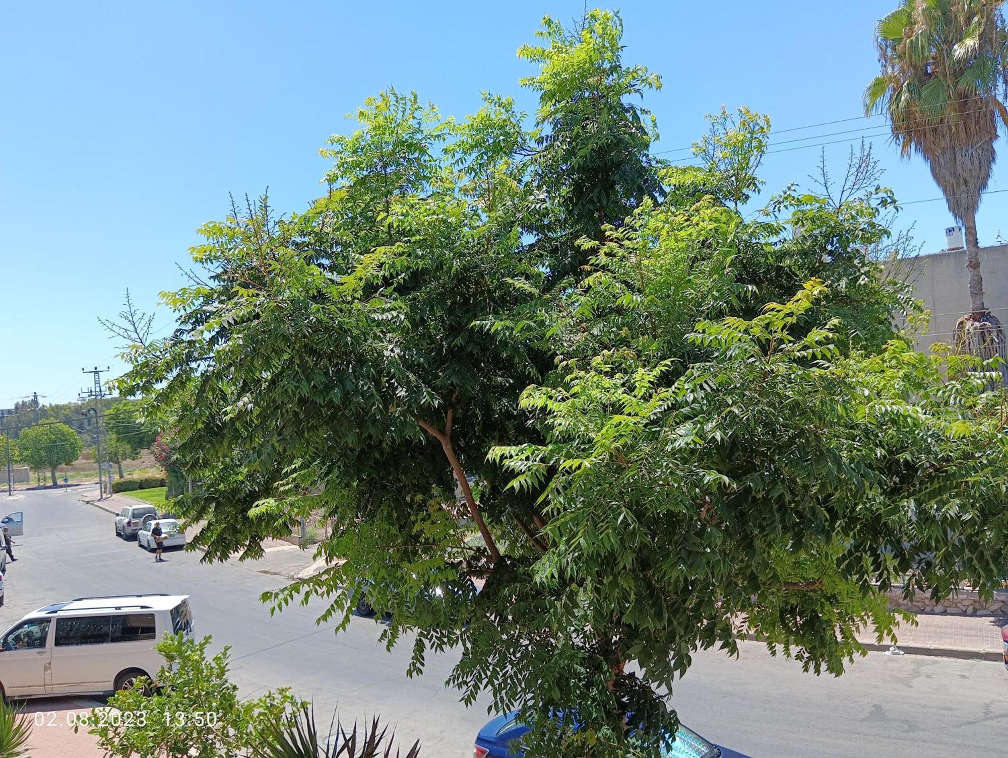 רימון יחידות אירוח Vacation Units Rimon Apartment อัชเกลอน ภายนอก รูปภาพ